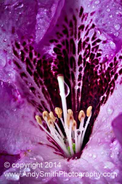Lavender Rhododendron Closeup